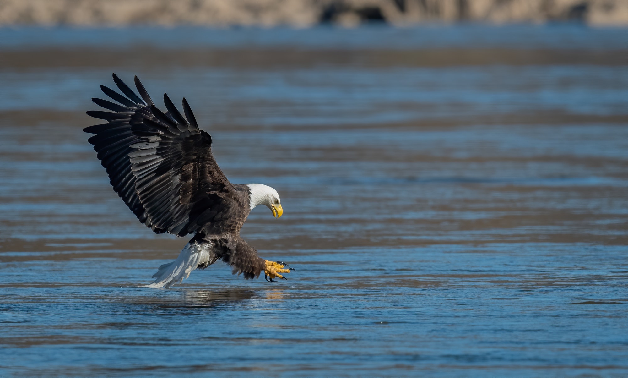 Bald Eagle Fishing