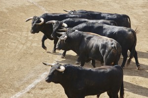 Fighting bulls in the arena. Bullring. Toro bravo. Spain. Horizontal